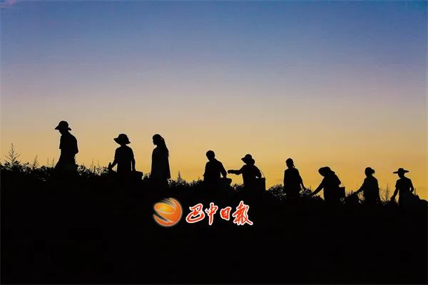 【乡村振兴】上八庙镇：千亩辣椒迎丰收 火红产业更“红火”