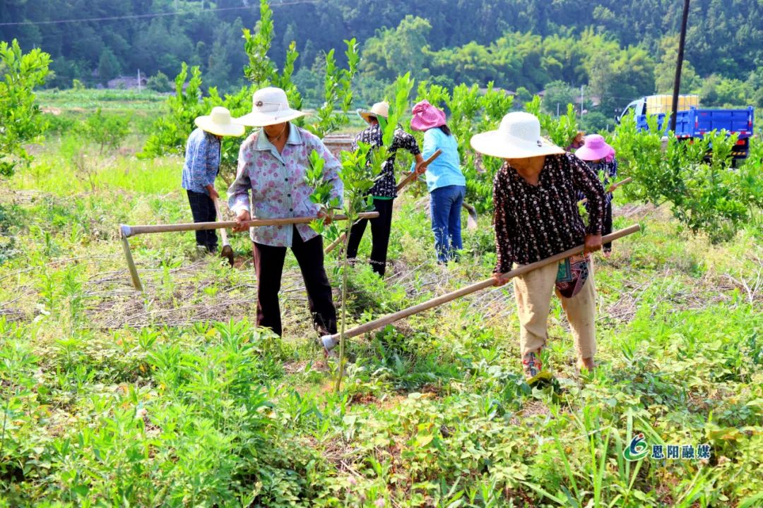 渔溪镇：佛手忙管护 致富好“钱”景